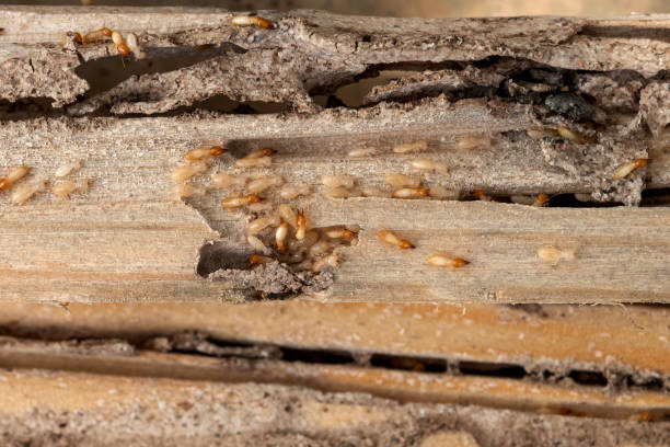 Best Pest Control Near Me in Le Center, MN